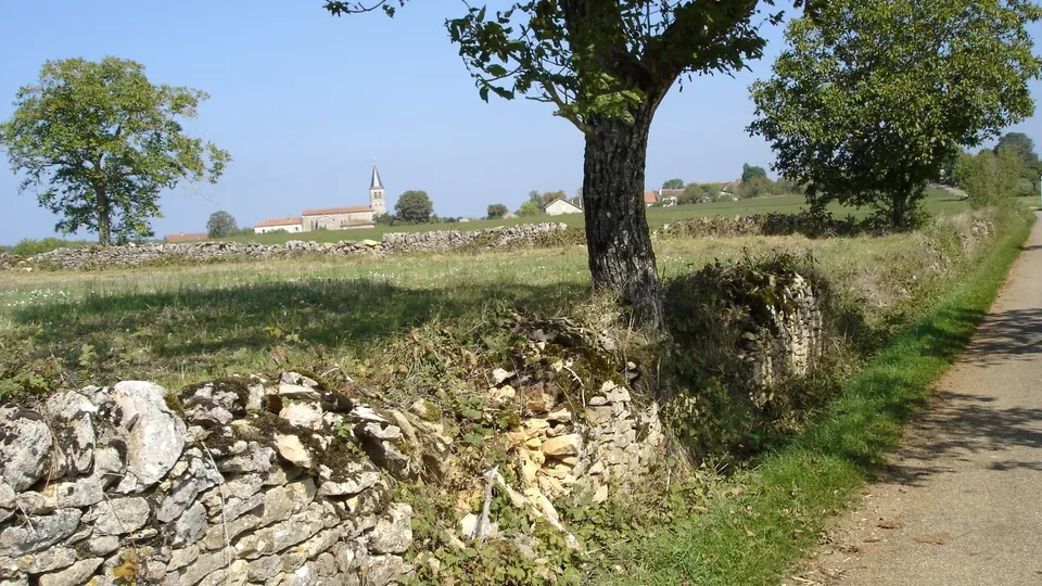 Le mur restauré dans le paysage viticole